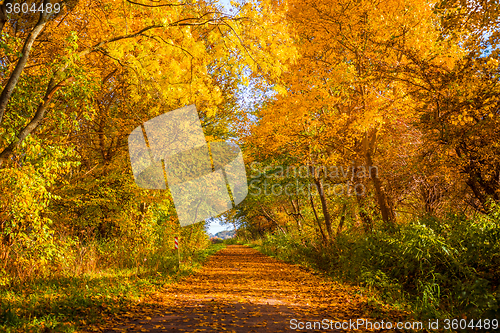 Image of Autumn tree by a path