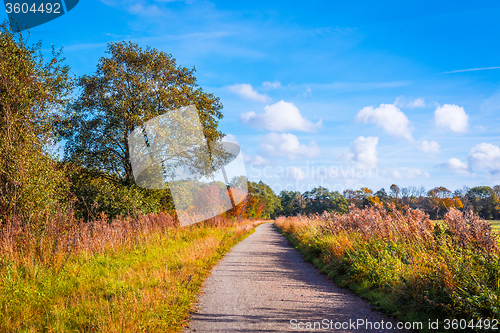 Image of Colorful trees by a trail