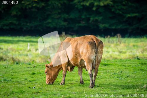 Image of Cow alone on grass