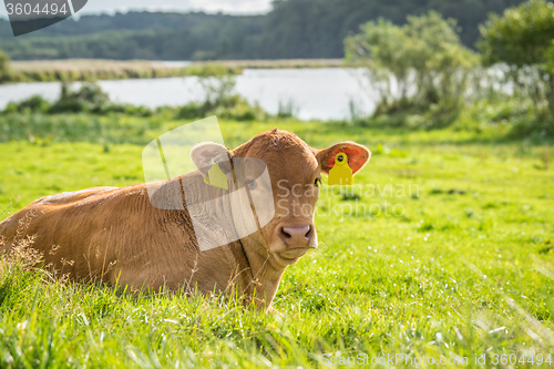 Image of Calf in the green grass