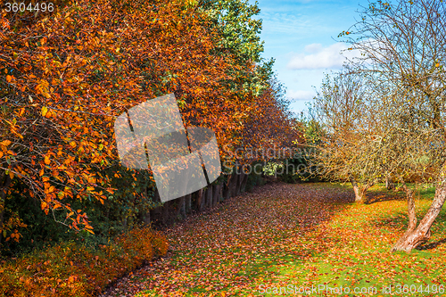 Image of Colorful trees in a garden in the autumn