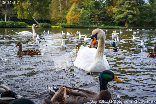 Image of Birds in a lake