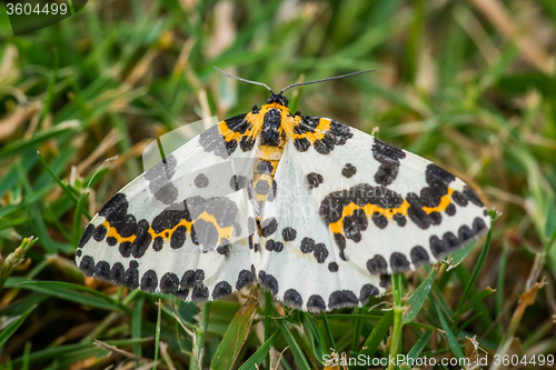 Image of Abraxas grossulariata butterfly in the grass
