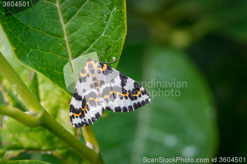 Image of Harlekin butterfly in a green garden