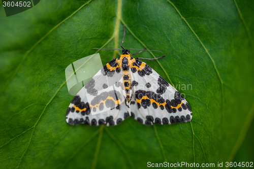 Image of Harlekin butterfly on a green leaf background