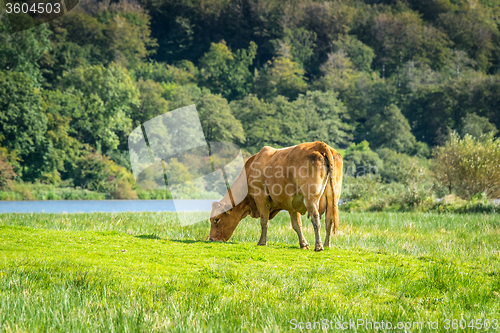 Image of Cow grazing in the nature