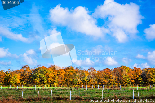 Image of Landscape with trees in the autumn
