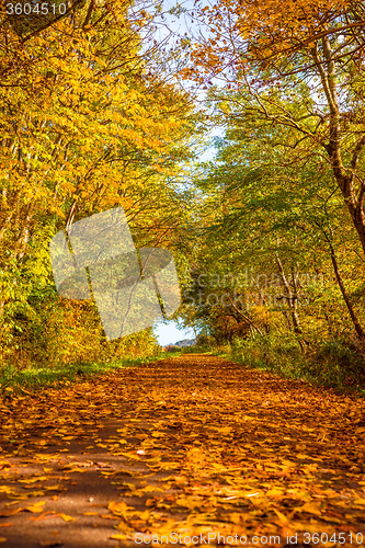 Image of Autumn leaves on a path