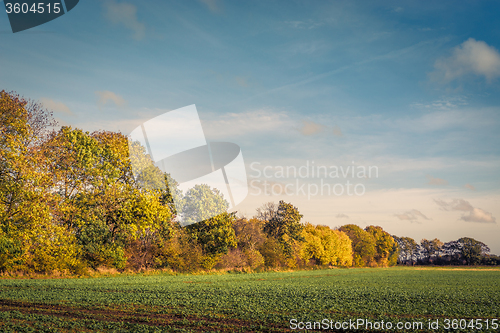 Image of Colorful tree by a field