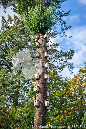 Image of Bird nests in a tall tree