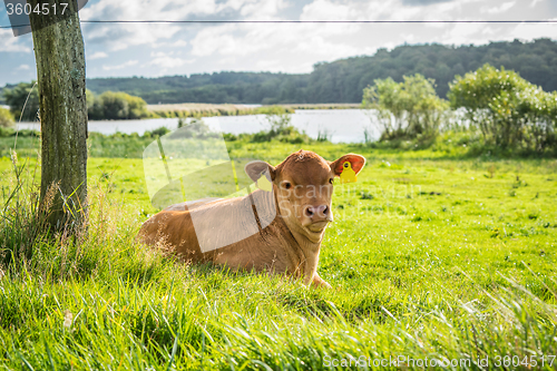 Image of Calf relaxing in the grass