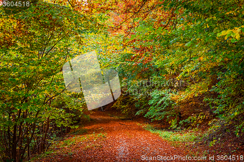 Image of Autumn leaves on the forest floor