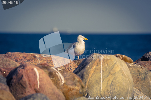 Image of Seagull standing on big rocks