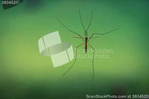 Image of Crane fly on a green background