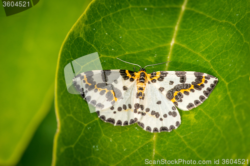 Image of Abraxas grossulariata butterfly on a large leaf