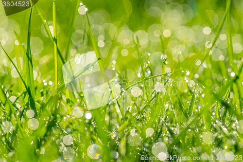 Image of Dew in the sunshine