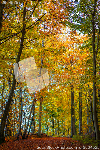 Image of Tall trees in a forest at autumn