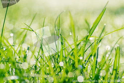 Image of Wet grass in sunshine