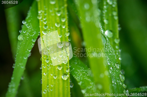 Image of Grass after the rain