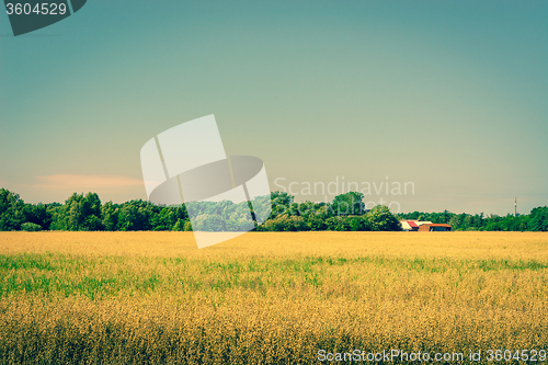 Image of Golden crops on a field with a barn