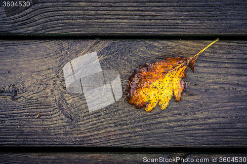 Image of Autumn leaf on planks