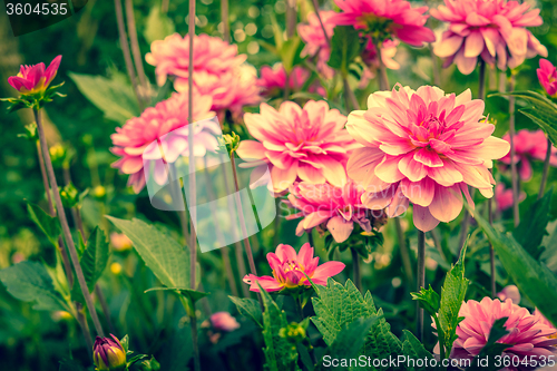 Image of Violet flowers in a green garden