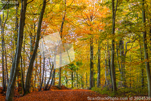 Image of Forest with colorful trees in the autumn