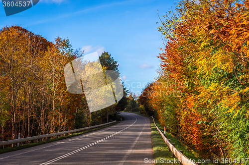 Image of Colorful trees by a road
