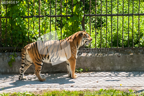Image of SiberianTiger and grinned