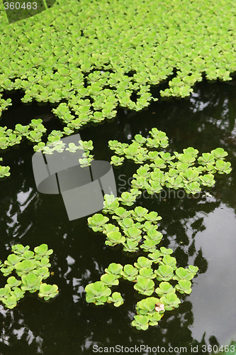 Image of Water garden