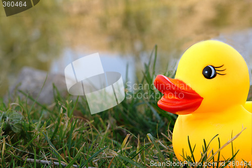 Image of duck on lake
