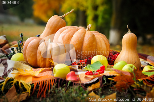 Image of Autumn thanksgiving still life with pumpkins