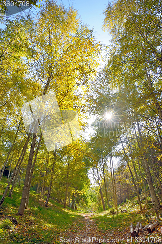 Image of Autumn forest