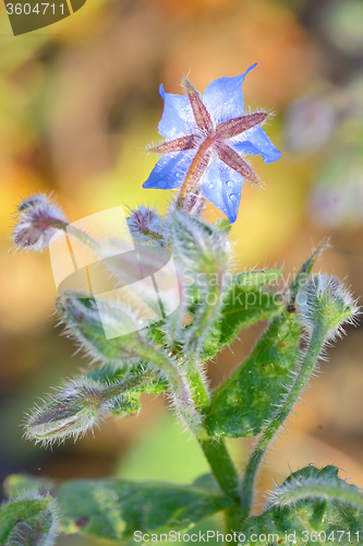 Image of Starflower (Borago officinalis) blossom