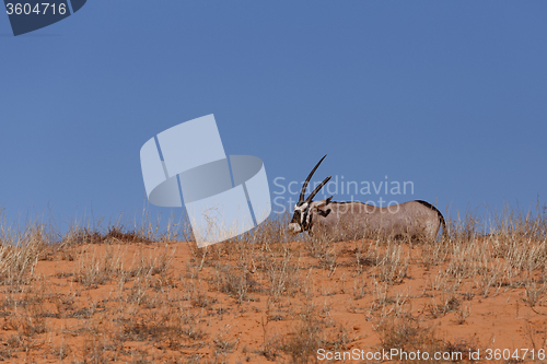 Image of Gemsbok, Oryx gazella