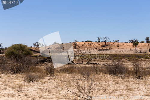 Image of kgalagadi transfontier park