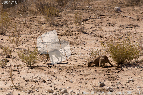 Image of two meerkat or suricate