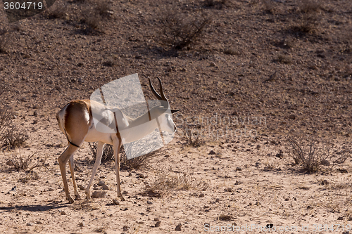 Image of Springbok Antidorcas marsupialis in Kgalagadi