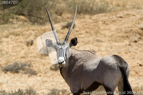 Image of Gemsbok, Oryx gazella