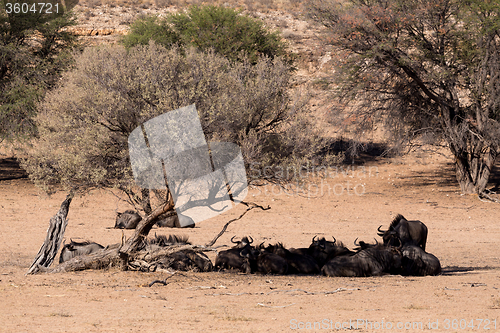 Image of wild (Connochaetes taurinus) Blue Wildebeest