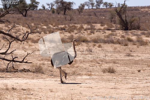 Image of Ostrich Struthio camelus, in Kgalagadi, South Africa