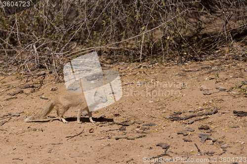 Image of Yellow mongoose, Kalahari desert, South Africa