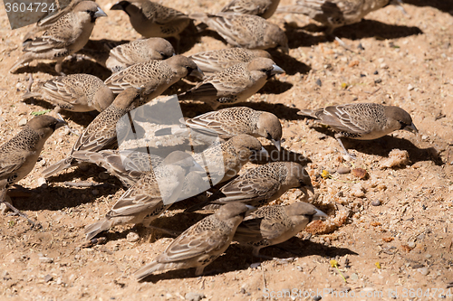 Image of Sociable Weaver Bird at Kgalagadi