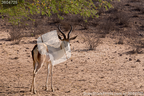 Image of Springbok Antidorcas marsupialis in Kgalagadi