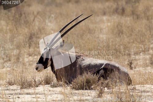 Image of Gemsbok, Oryx gazella