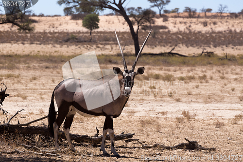 Image of Gemsbok, Oryx gazella