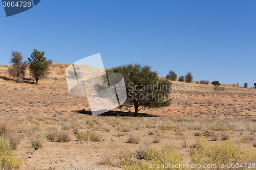 Image of kgalagadi transfontier park