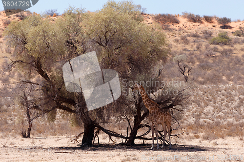 Image of Giraffa camelopardalis in african bush