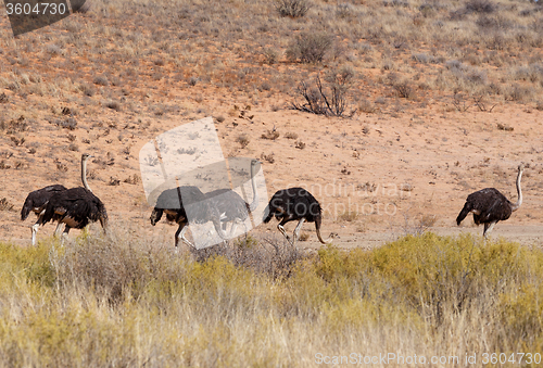 Image of Ostrich Struthio camelus, in Kgalagadi, South Africa