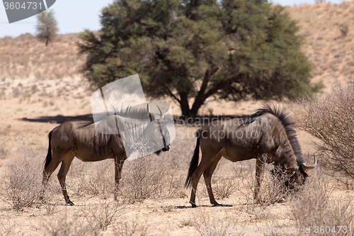 Image of wild (Connochaetes taurinus) Blue Wildebeest